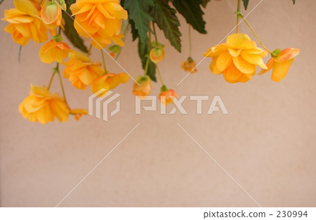 flower park, shizuoka, vibrant 230994
