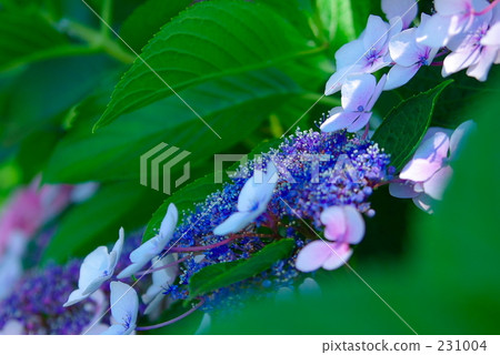 Hydrangea's hydrangeas Hydrangea's hydrangeas 231004