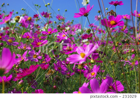 bloom, blossom, blossoms 231029