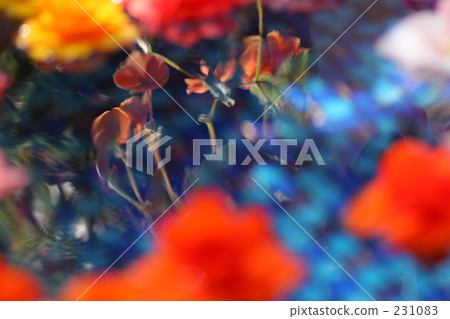 紅花 活力 快樂 231083