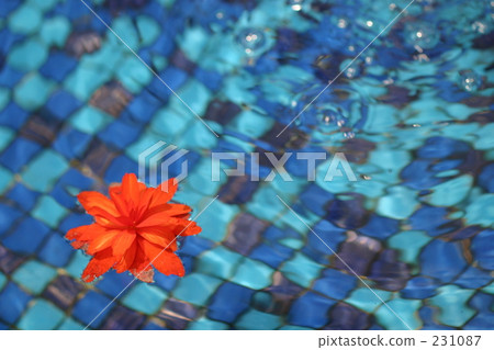 紅花 活力 快樂 231087