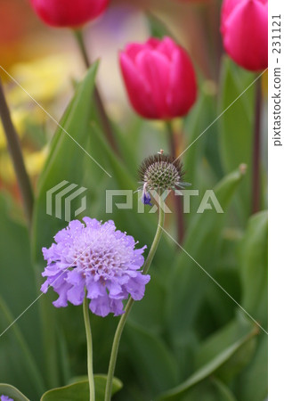 flower park, day, hamamatsu city 231121