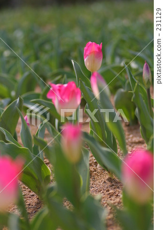 flower park, day, hamamatsu city 231129