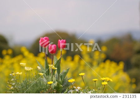 flower park, day, hamamatsu city 231135