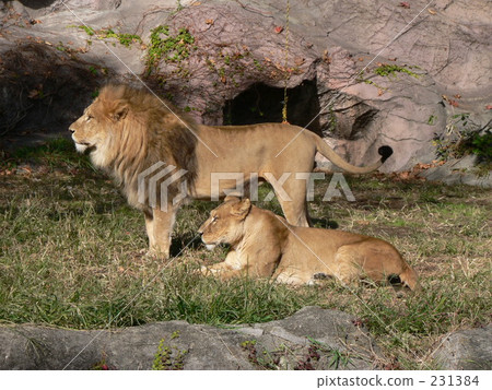 Lion couple Lion couple 231384