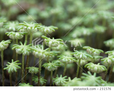 行走 步行 漫步 231576