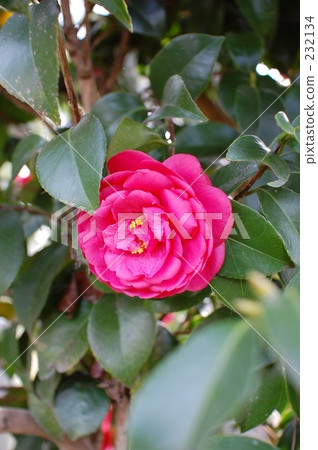 hyogo, camellia, japanese camellia 232134