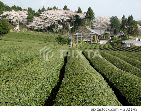 perspective, teleaf, tea 232145