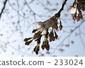 Cherry Blossoms	 233024