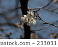 Cherry Blossoms	 233031