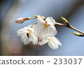 Cherry Blossoms	 233037