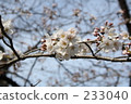 Cherry Blossoms	 233040