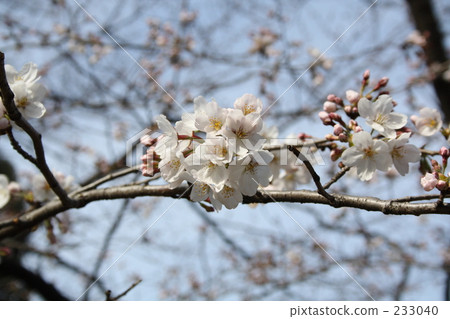 Cherry Blossoms Cherry Blossoms 233040