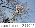 Sakura in spring  233042
