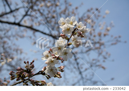 Sakura in spring Sakura in spring 233042