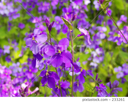 Murasakihanana 233261