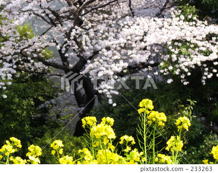 Rape blossoms and cherry blossoms 233263