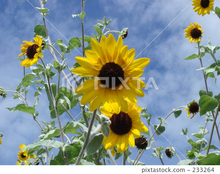 sunflower	 233264