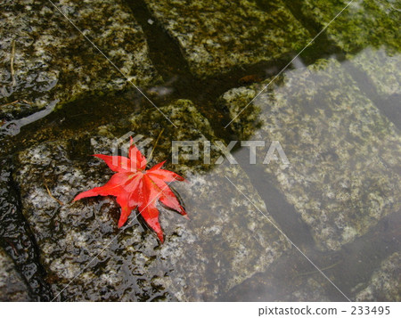 Autumn leaves 233495