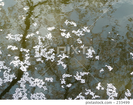 Sakura · flower raft Sakura · flower raft 233499