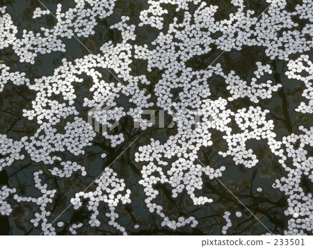 櫻花·花筏 233501