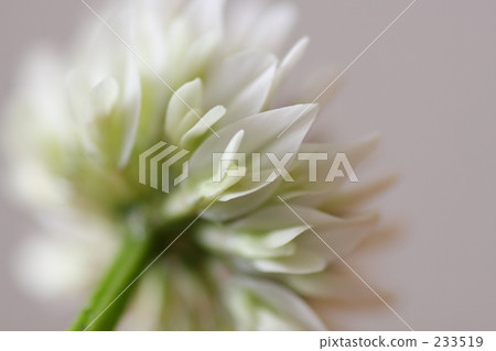 clover, bright, cheerful 233519