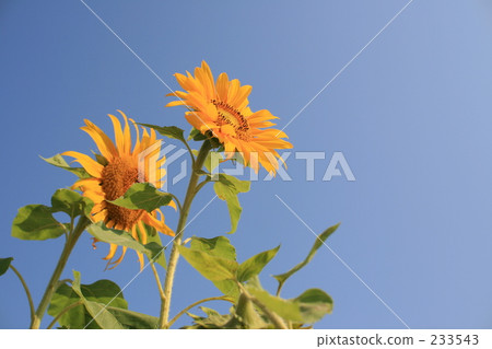 shizuoka, vibrant, beautiful 233543