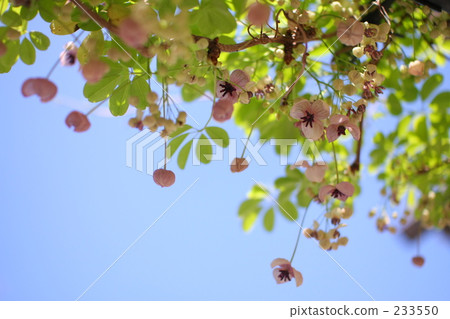 warm, cheerful, sunshiny 233550