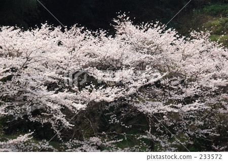 In Bloom, bloom, blooming 233572