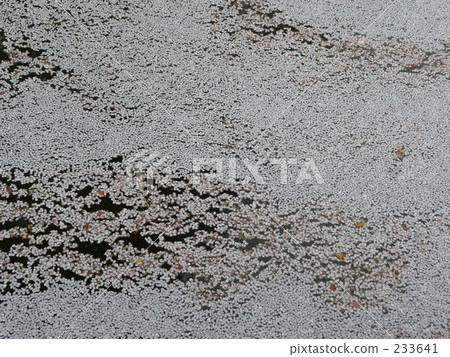 Sakura · flower raft Sakura · flower raft 233641