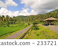 indonesia, bali, coconut palm 233721