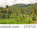 indonesia, bali, coconut palm 233722