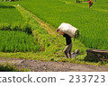 indonesia, bali, coconut palm 233723