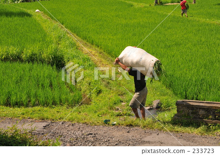 印度尼西亞 巴厘島 椰子樹 233723
