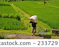indonesia, bali, coconut palm 233729
