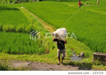 indonesia, bali, coconut palm 233729