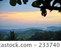 indonesia, bali, coconut palm 233740