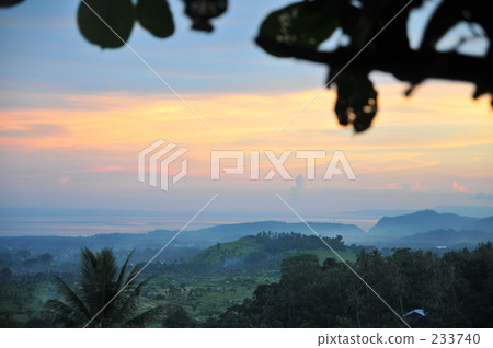 indonesia, bali, coconut palm 233740