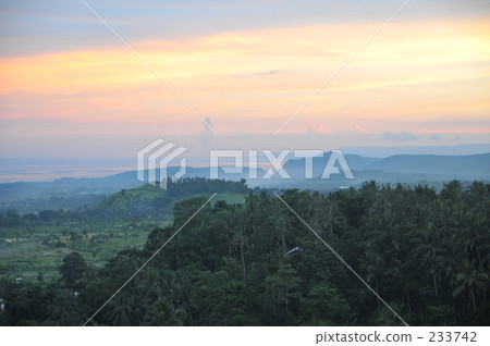 indonesia, bali, coconut palm 233742