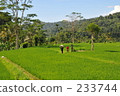 indonesia, bali, coconut palm 233744