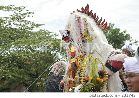 indonesia, bali, coconut palm 233745