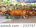indonesia, bali, coconut palm 233747
