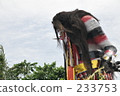 indonesia, bali, coconut palm 233753