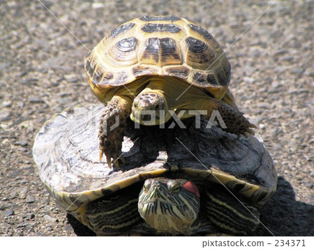 Two tiers Two tiers 234371