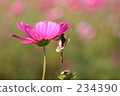 cosmos, cosmos field, distant view 234390