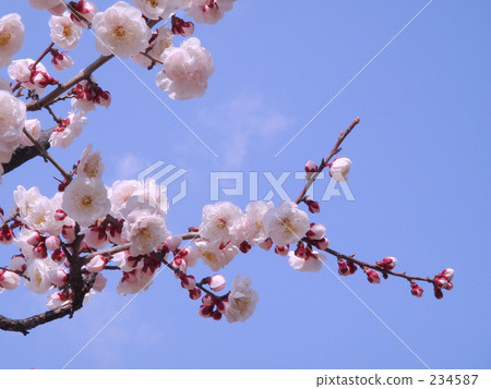 Anzu flower 234587