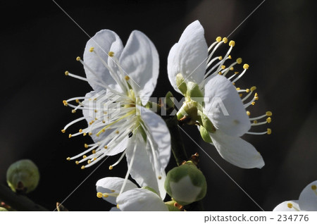 白花花 白花花 234776