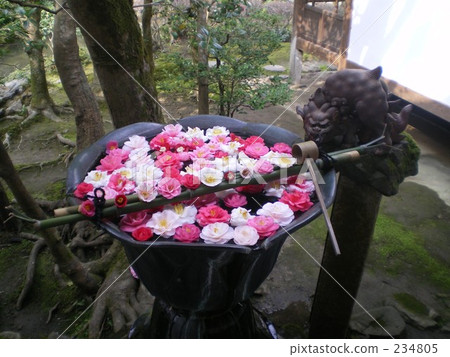 茶花 茶花 234805