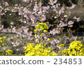 spring content, rape, rape blossoms 234853