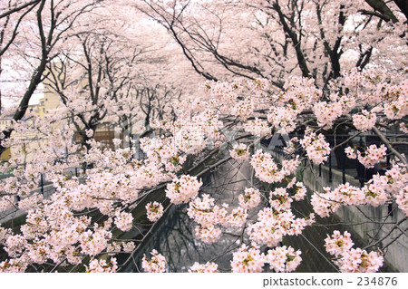 阿蘇河的春天 234876